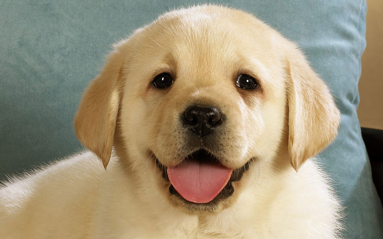Smiling Dog - HD Wallpaper 