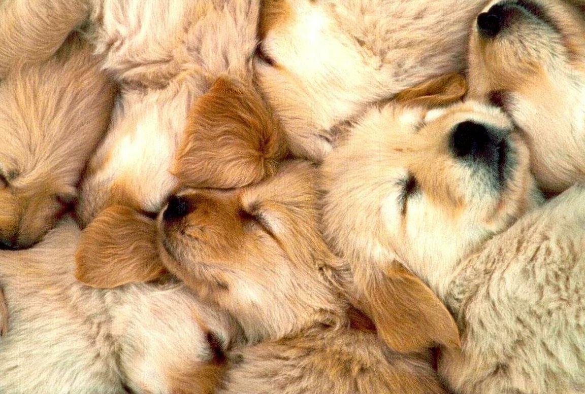 Litter Of Sleeping Golden Retriever Puppies Golden Retriever Puppies Background 1152x777 Wallpaper Teahub Io