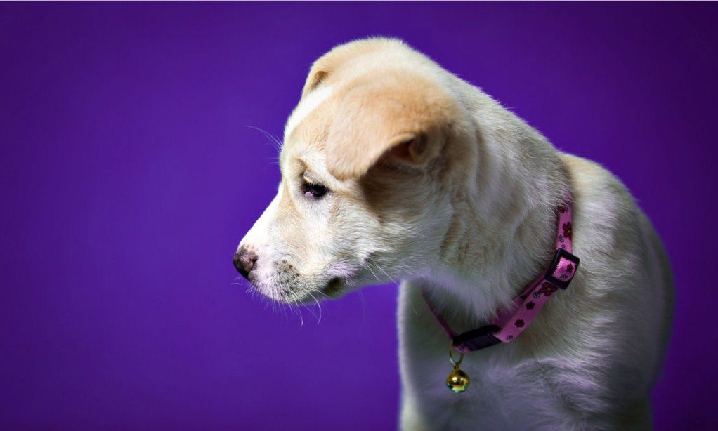 Companion Dog - HD Wallpaper 