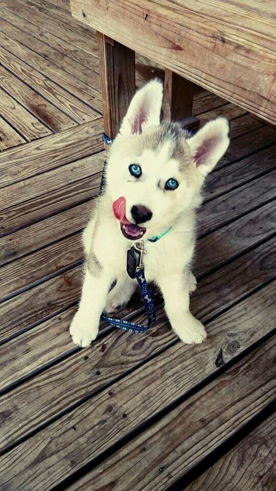 Android Wallpaper Hd Cute Puppies Pictures With Hd - Perros Siberianos Cachorros Tiernos - HD Wallpaper 