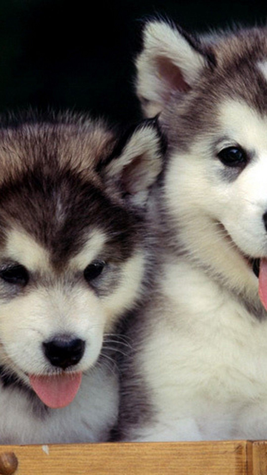 Cute Puppy Husky Iphone - HD Wallpaper 