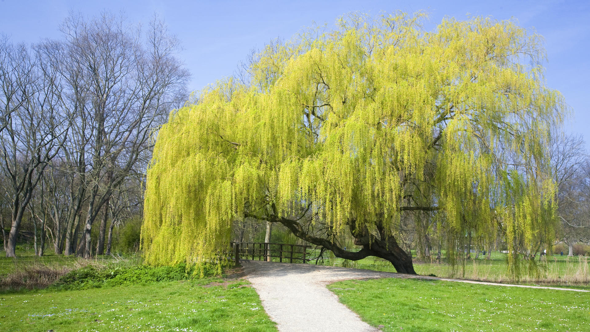 Willow Tree - HD Wallpaper 