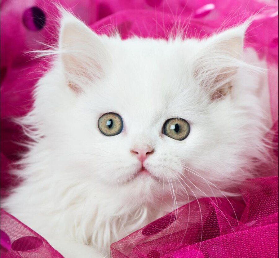 3d Cats - HD Wallpaper 