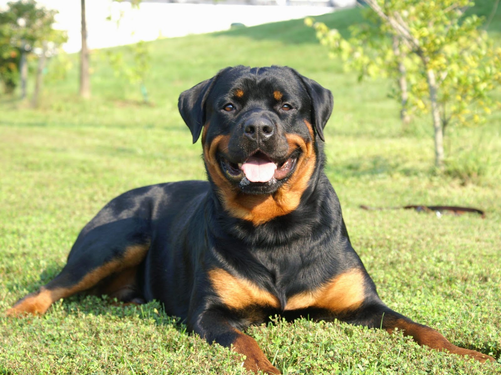Rottweiler Dog Images Hd - HD Wallpaper 