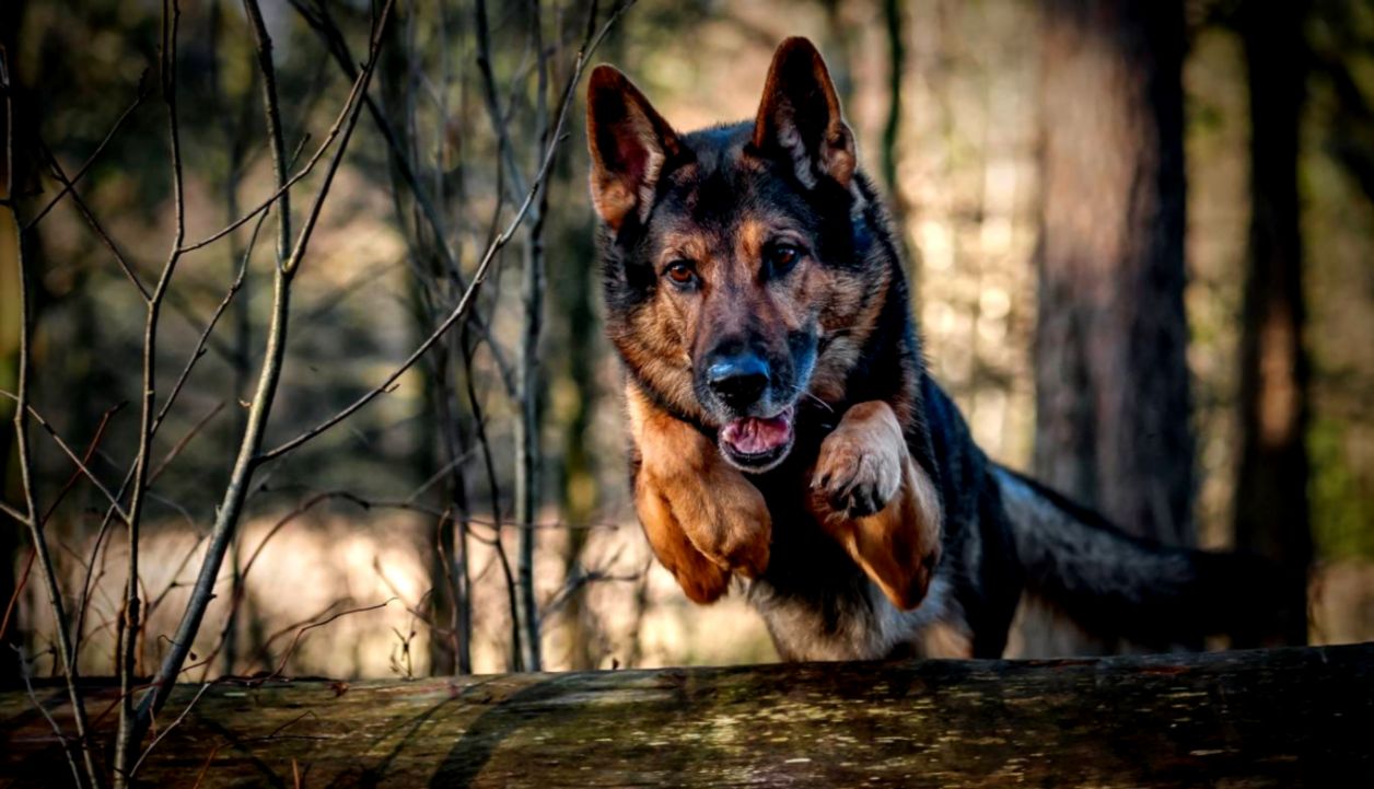 German Shepherds Wolf Dogs And Mobile Wallpaper On - German Shepherd Wallpaper Hd - HD Wallpaper 