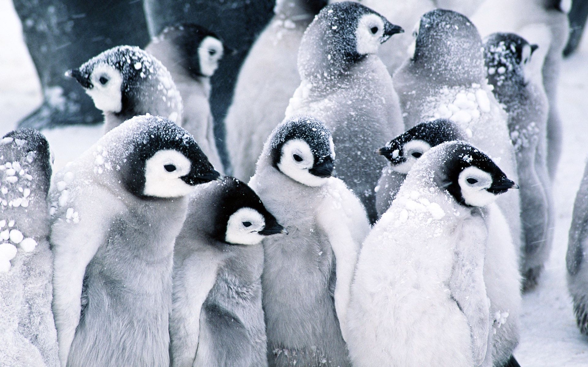 Penguin Wallpaper For Desktop - HD Wallpaper 