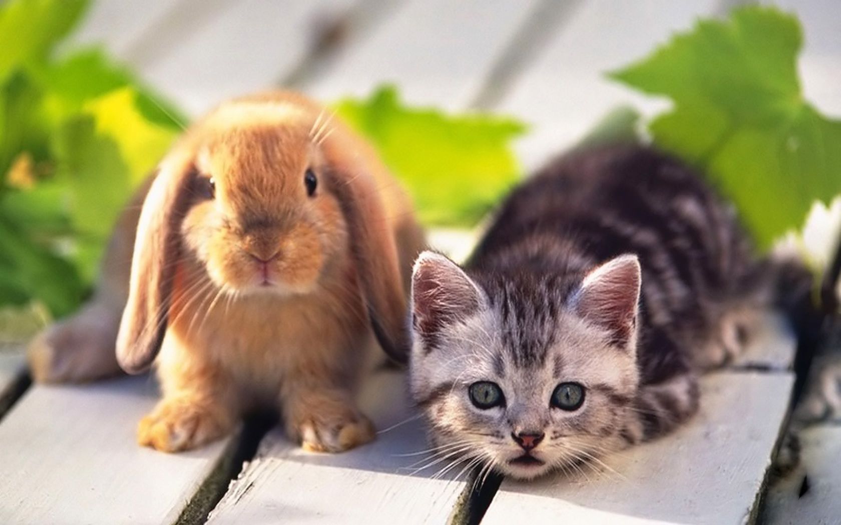 Enjoy This Morning Kitten Cute Puppies And Kittens - Gato Y Conejo Enamorados - HD Wallpaper 
