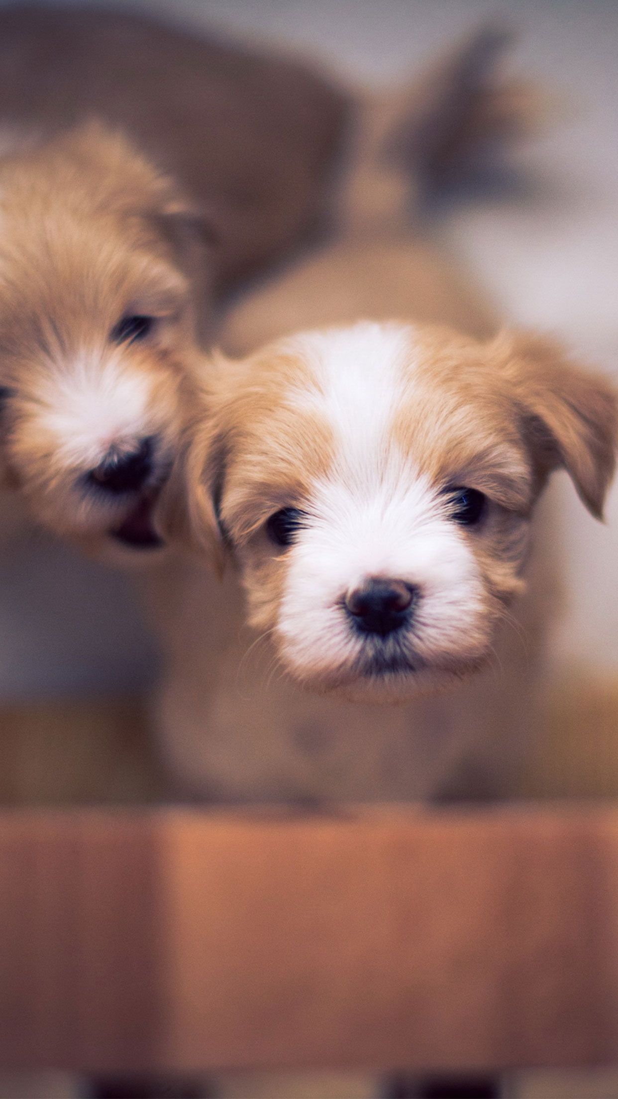 Puppy - HD Wallpaper 