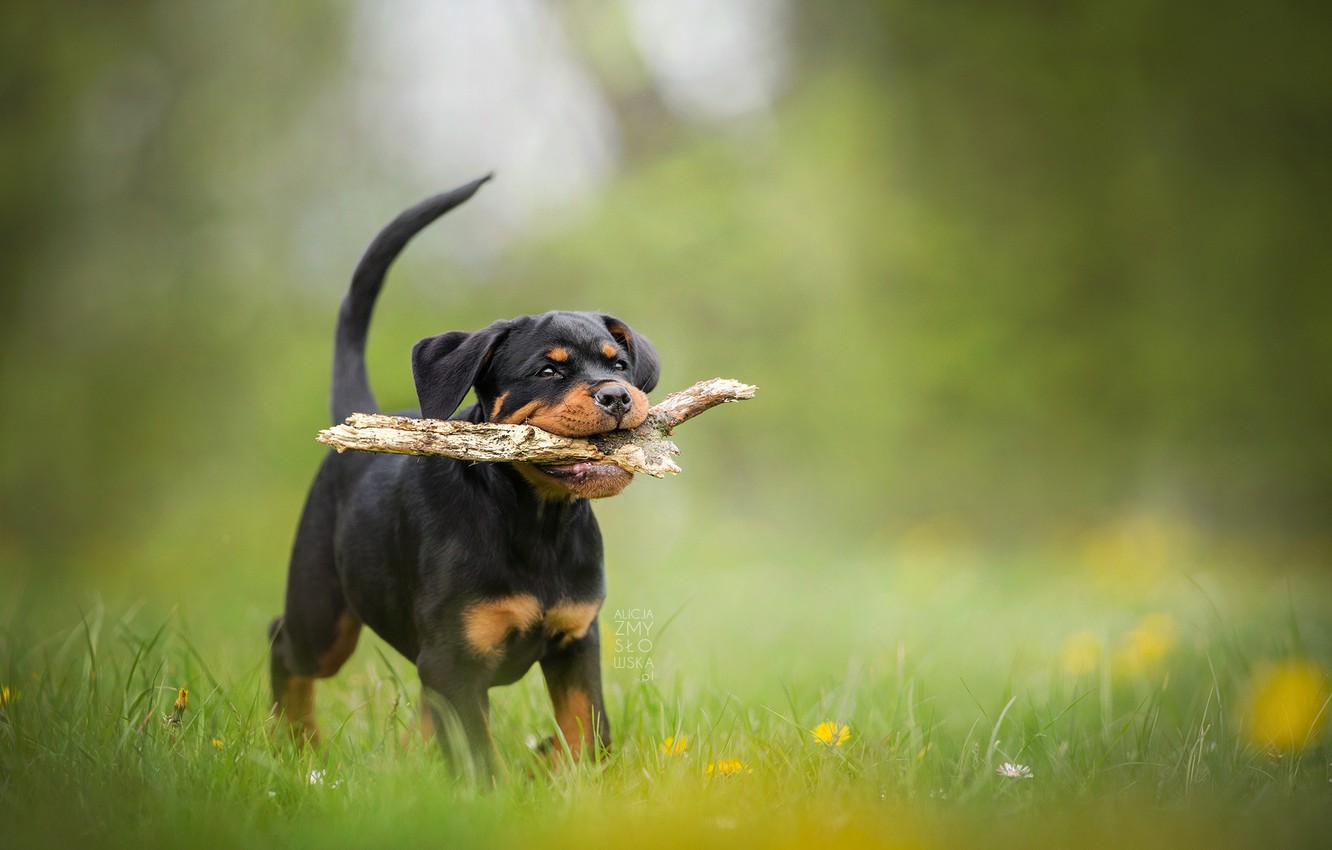 Photo Wallpaper Dog, Puppy, Stick, Bokeh, Rottweiler - Rottweiler Hd Wallpaper Puppy - HD Wallpaper 