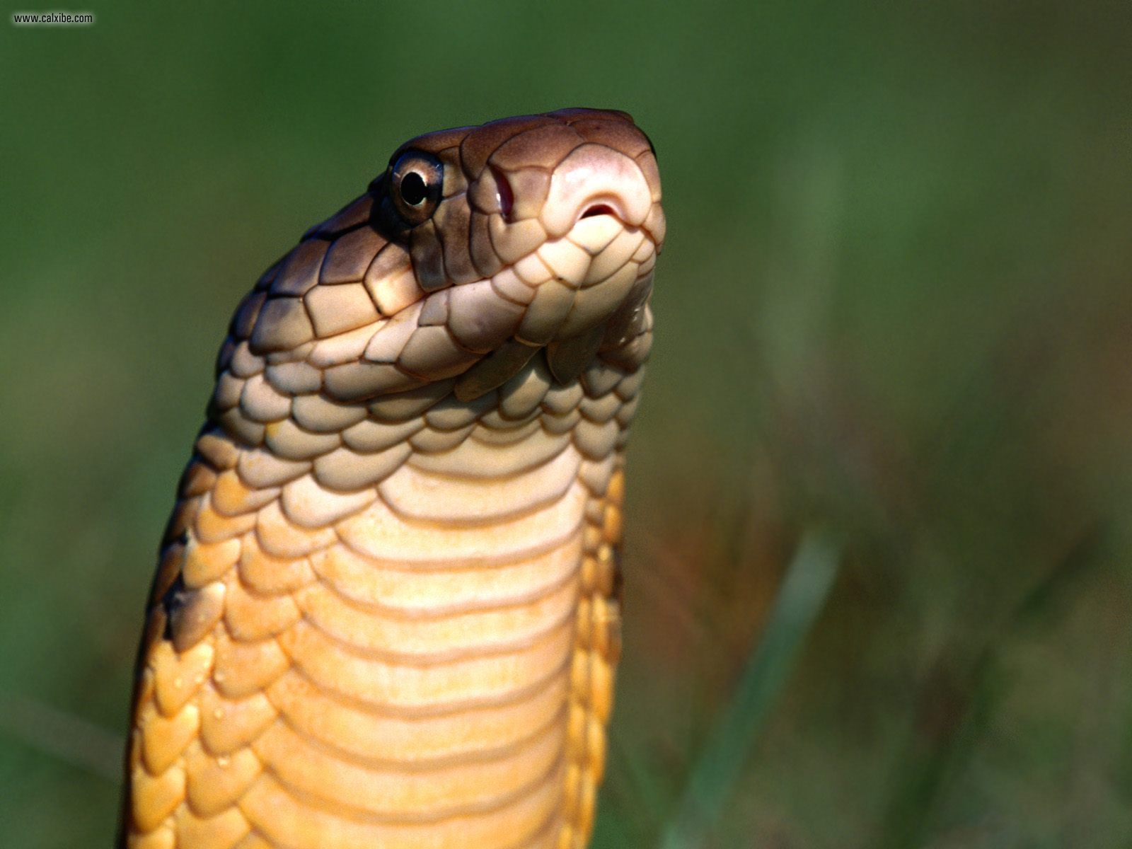 King Cobra - HD Wallpaper 