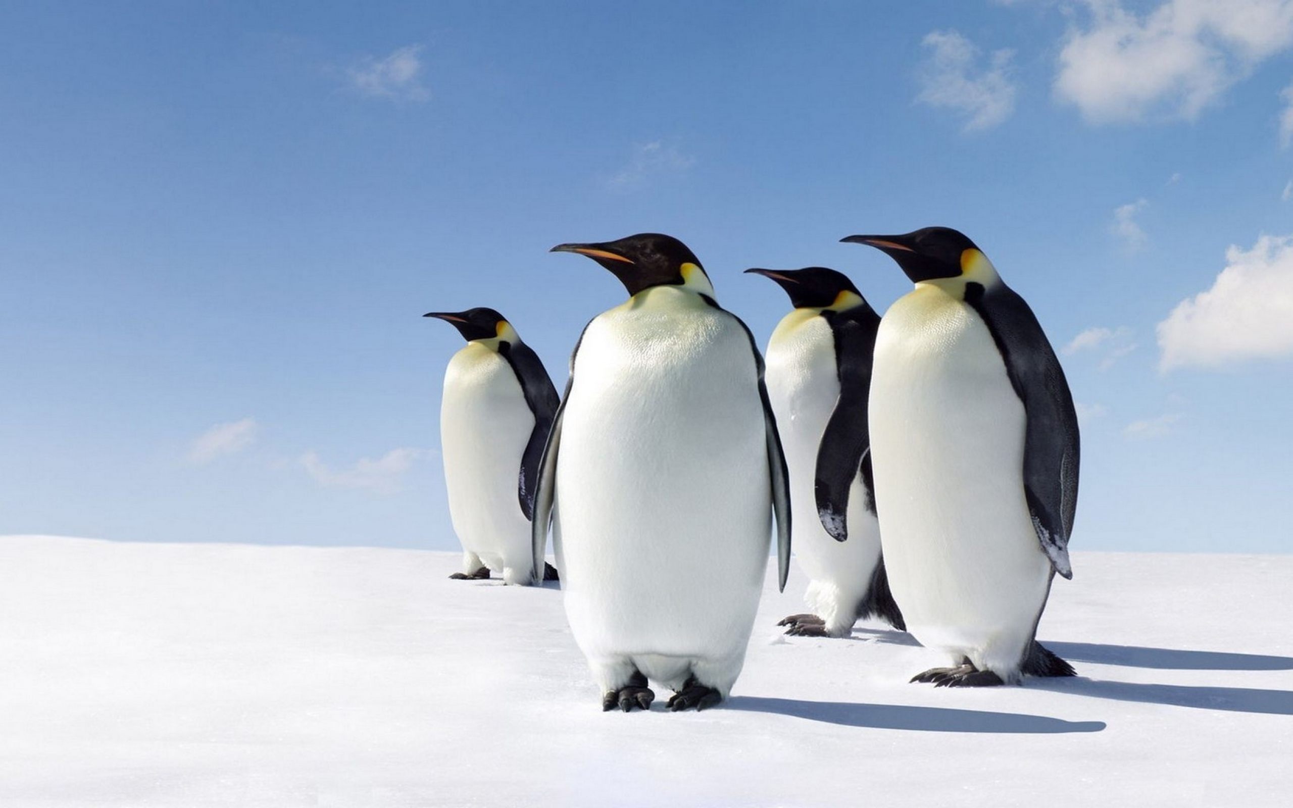 Penguins Desktop Background - Hd Wallpaper Penguin - HD Wallpaper 