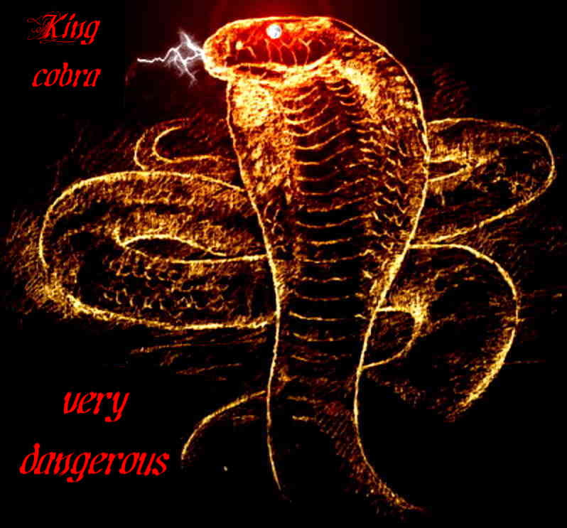 King Cobra Wallpapers 4k - 798x743 Wallpaper King Cobra Wallpapers 4k - 798x743 Wallpaper