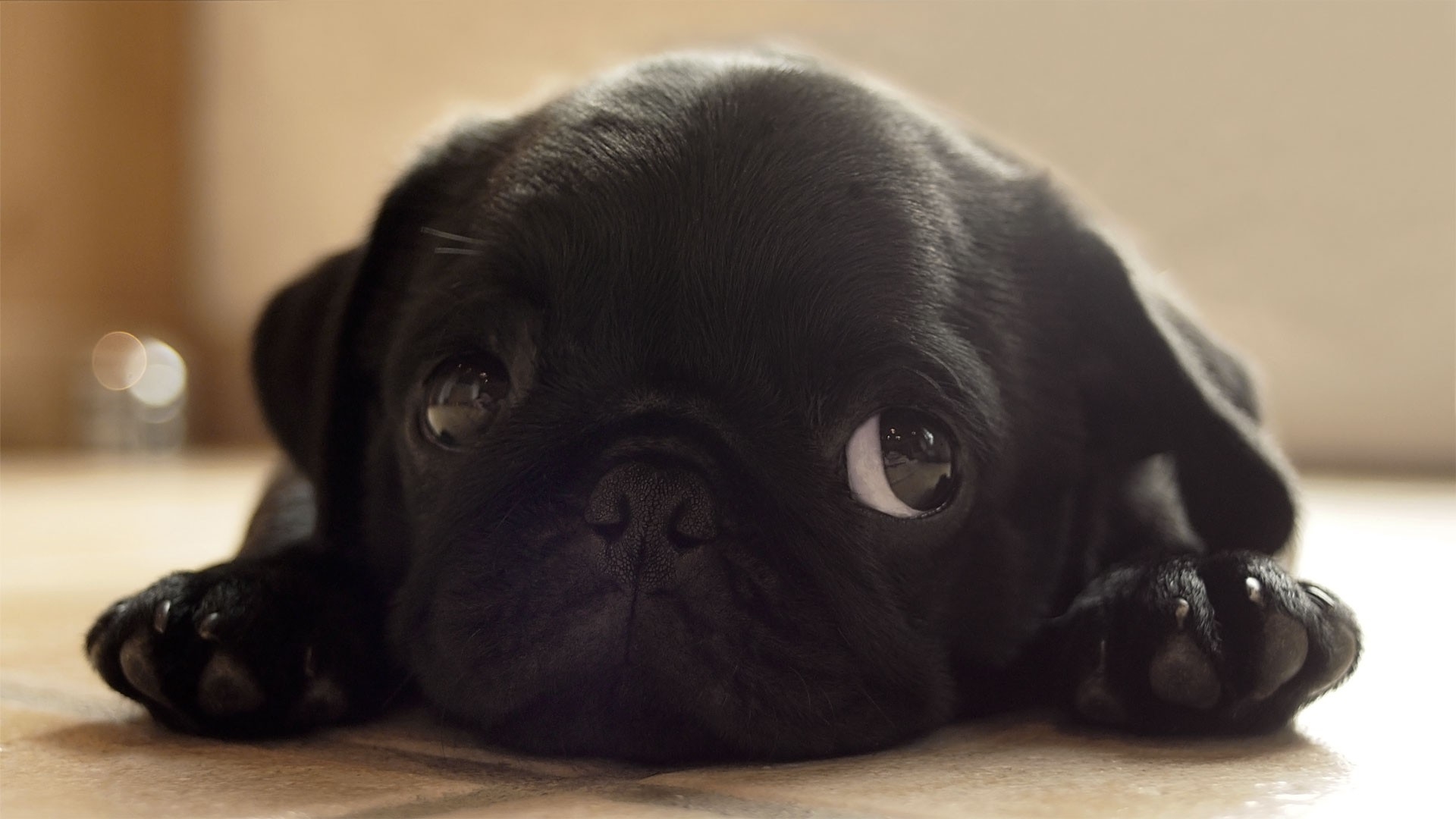 Pug Puppy Pug Background - HD Wallpaper 