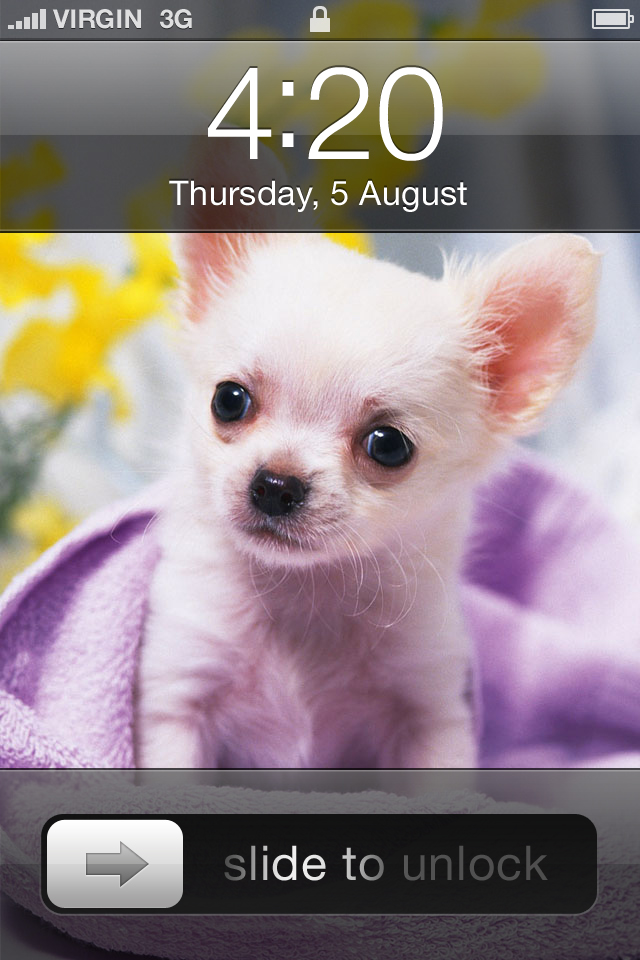 Cute Chihuahua - HD Wallpaper 