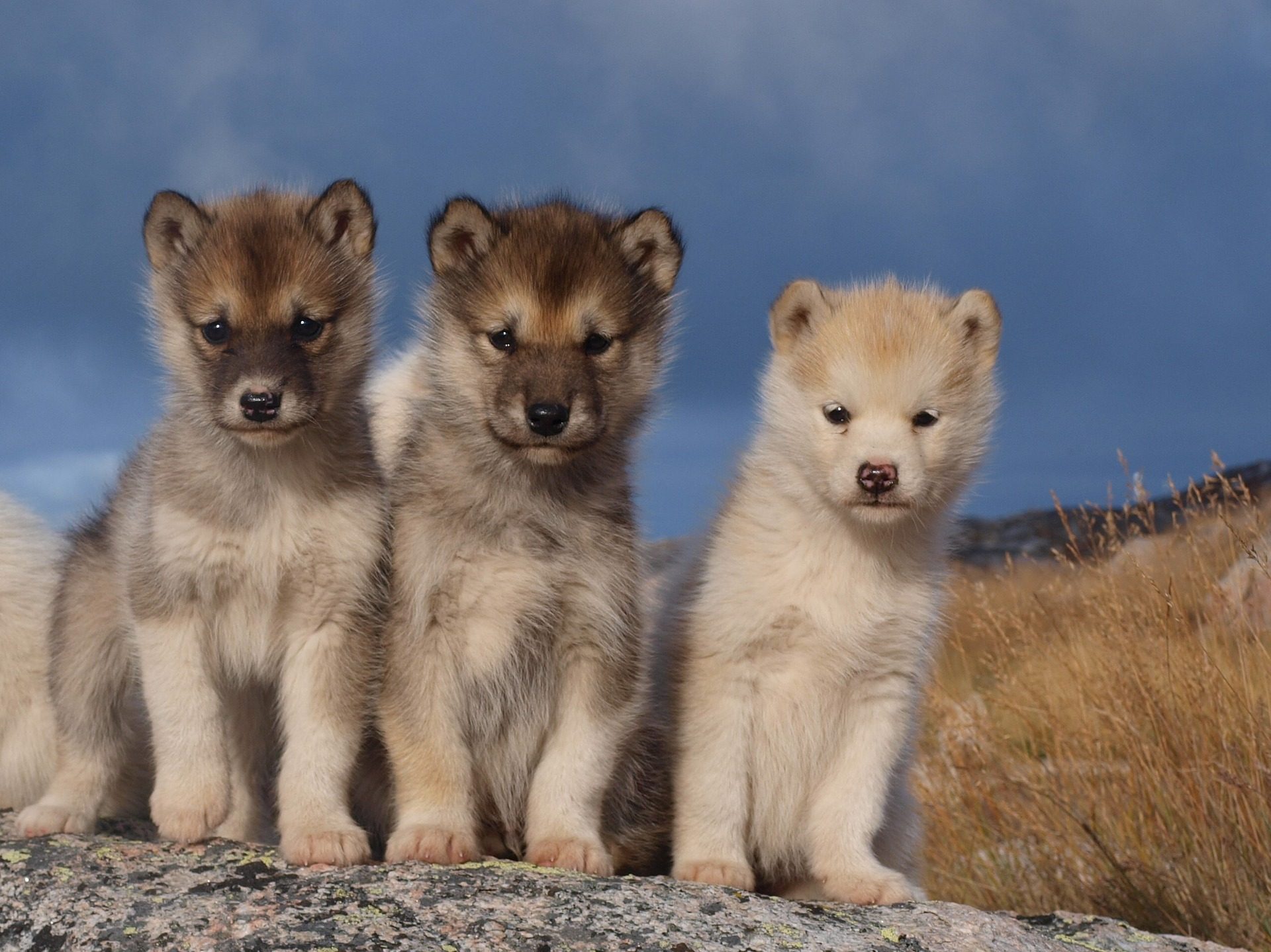 Three Cute Baby Sled Dogs Wallpaper In High Quality - Greenland Dogs - HD Wallpaper 