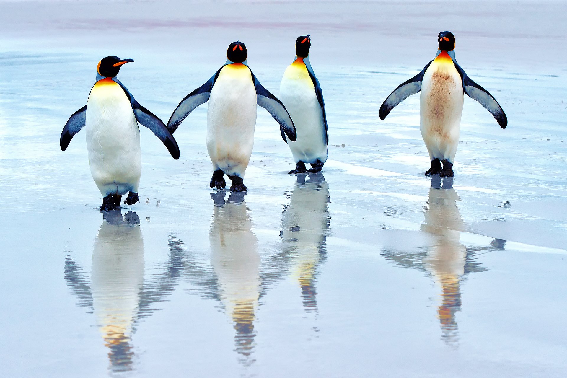Penguins Background - HD Wallpaper 