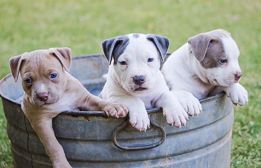 Brown, White, And Grey American Pit Bull Terrier Puppies, - Litter Of Puppies - HD Wallpaper 