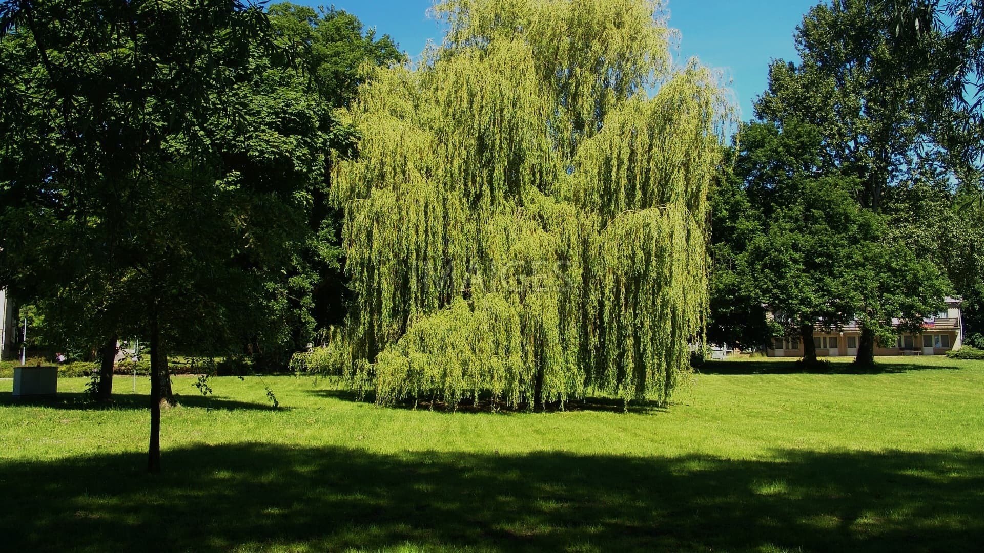 Data Src New Weeping Willow Wallpaper - Alberi Sempreverdi A Fusto Alto - HD Wallpaper 