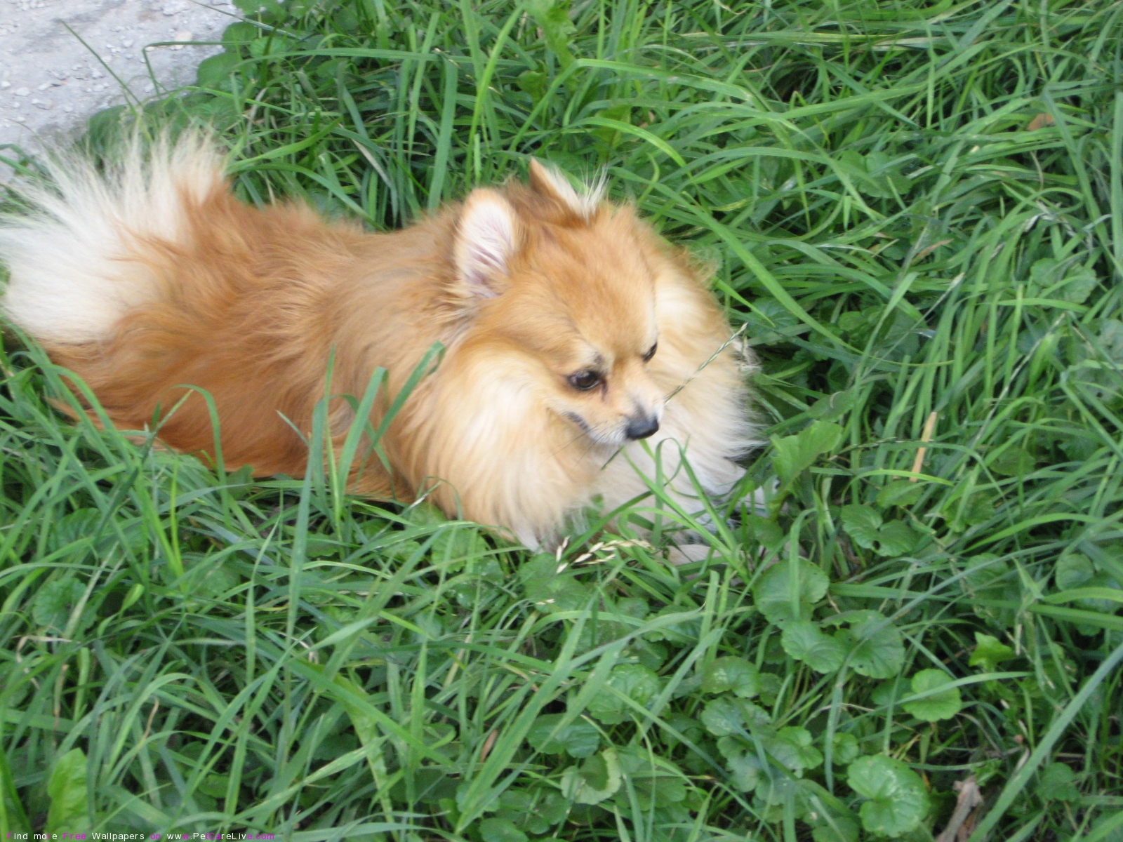 Pomeranian - HD Wallpaper 
