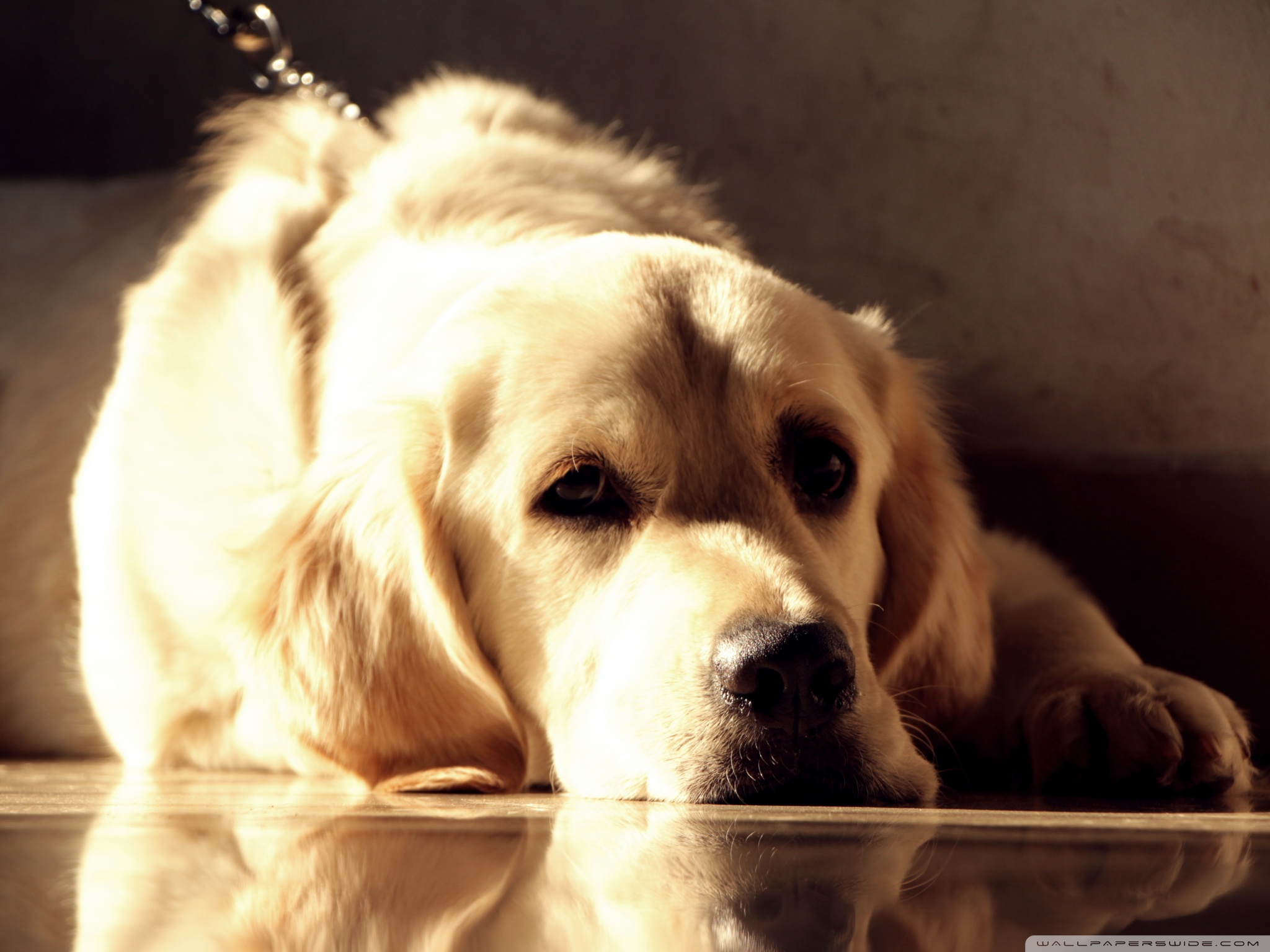 Hd Desktop Wallpaper Of Golden Retriever - HD Wallpaper 