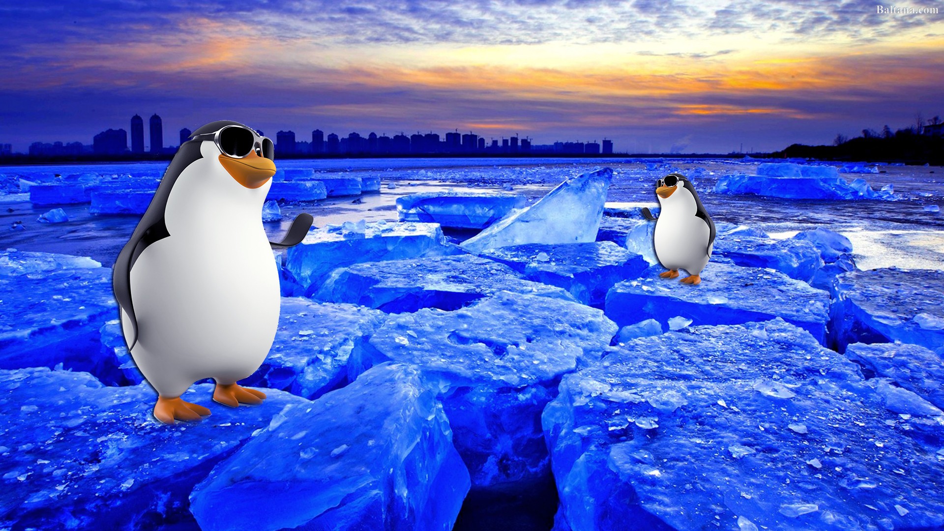 Penguin Hd Desktop Wallpaper - Penguin Wallpaper For Desktop - HD Wallpaper 