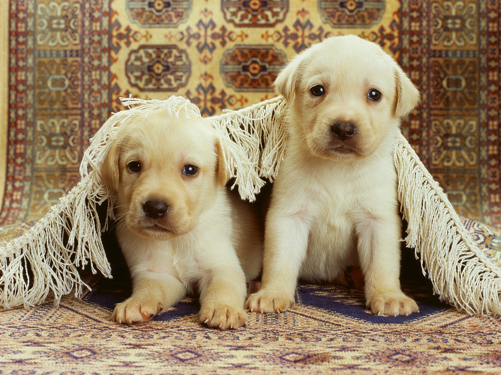 Cute Puppies Wallpaper - HD Wallpaper 