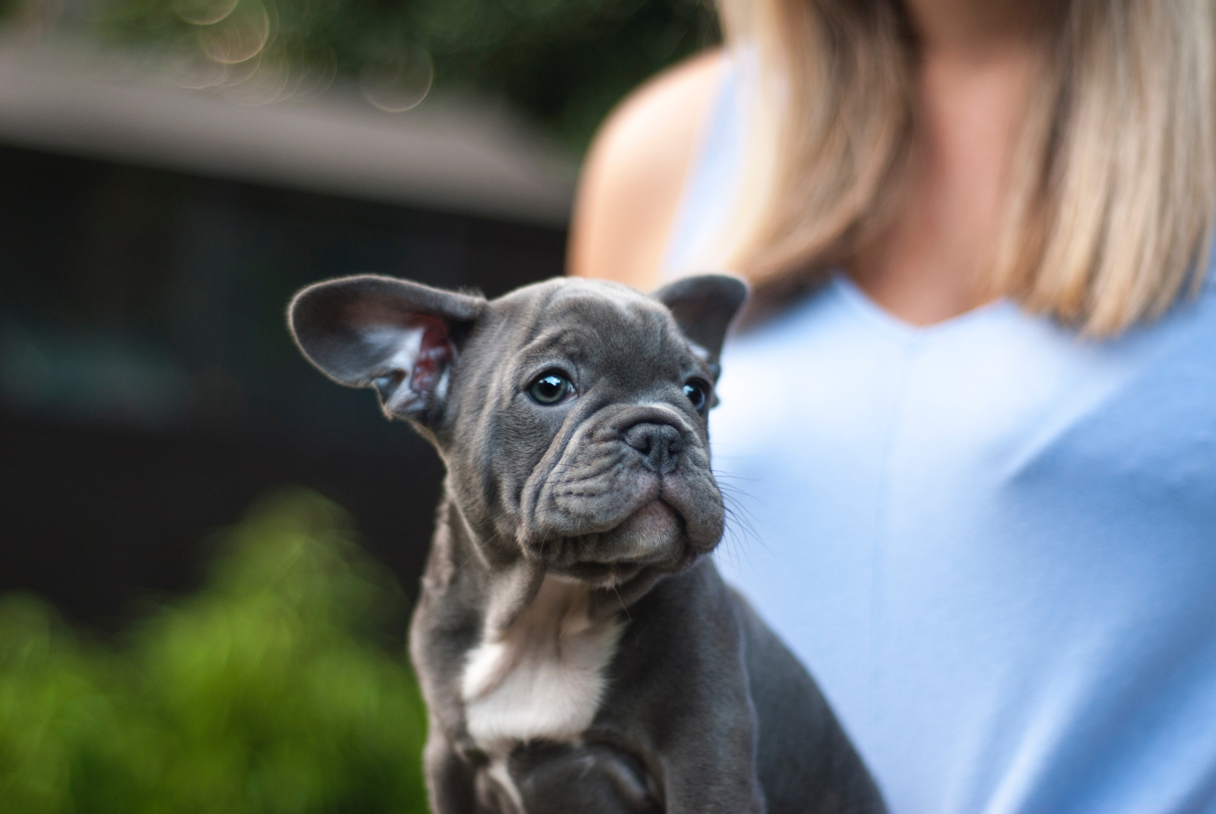 French Bulldog - HD Wallpaper 