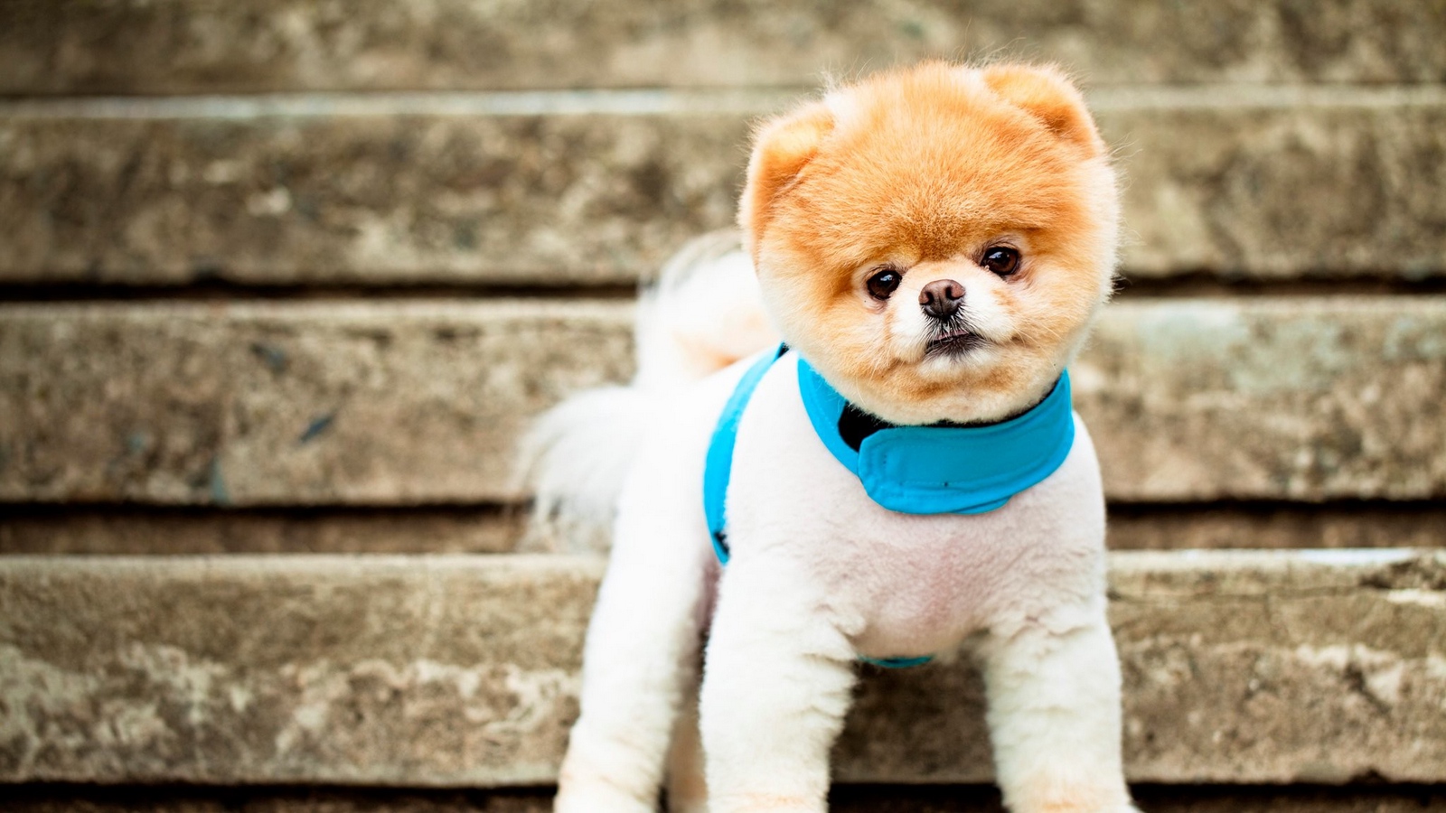 Wallpaper Pomeranian, Dog, Breed, Face, Eyes, Ears, - Cute Dog Boo - HD Wallpaper 