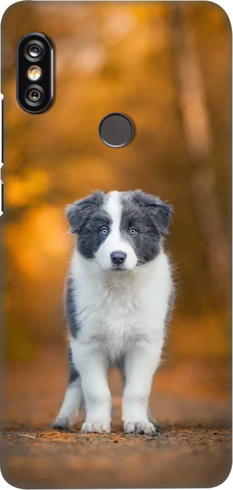 Companion Dog - HD Wallpaper 