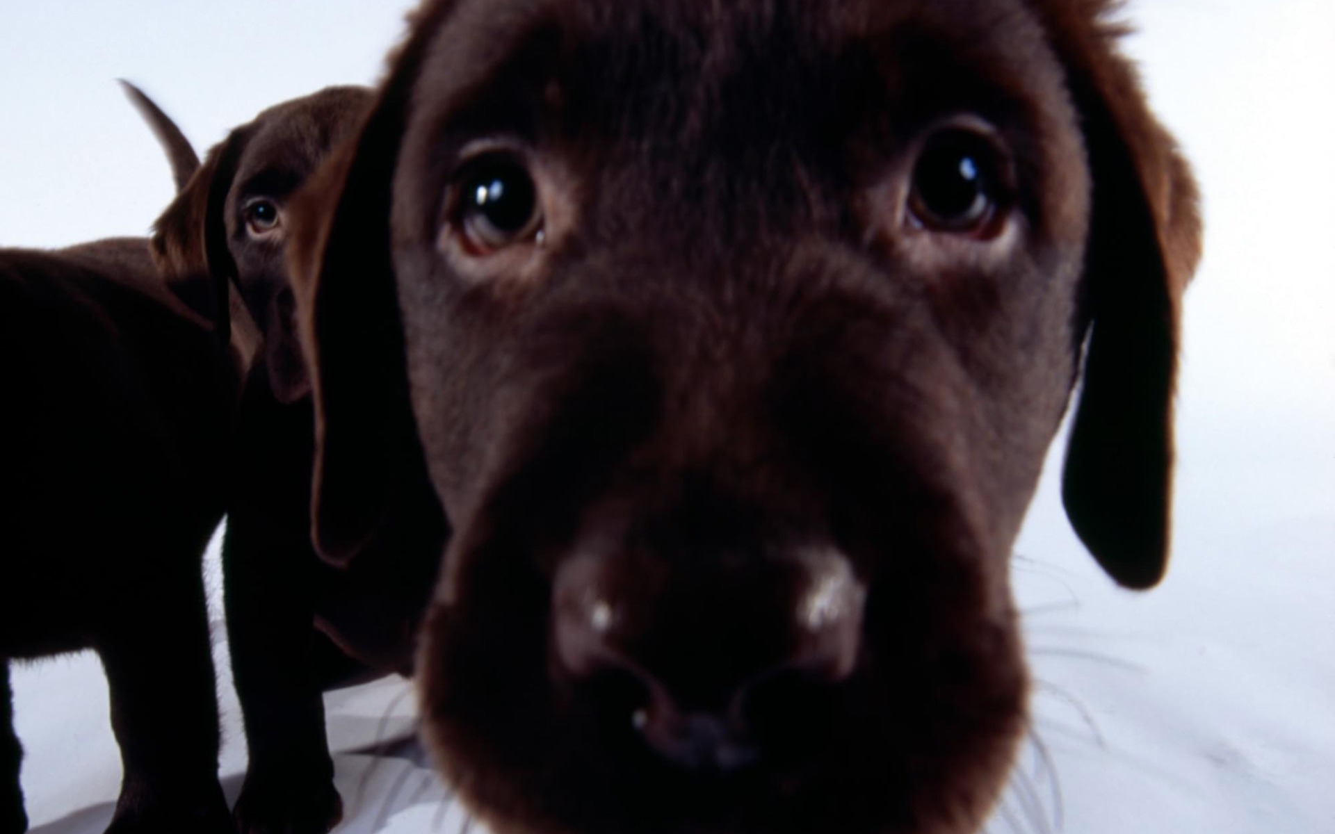 Cute Dogs And Puppies - HD Wallpaper 