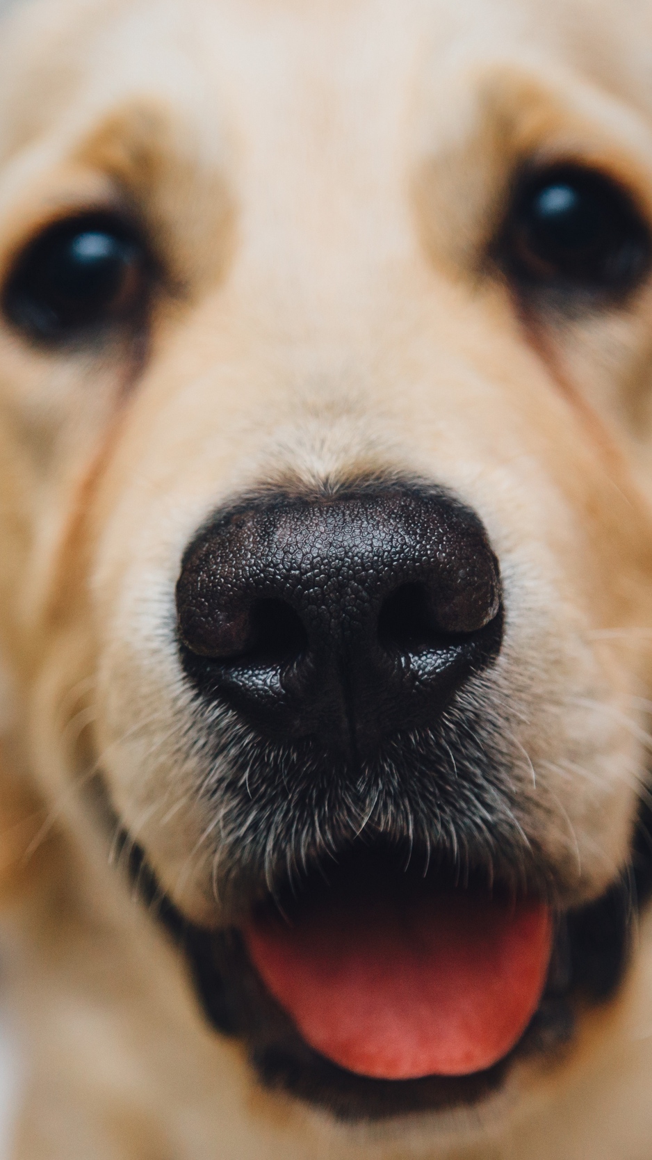 Wallpaper Golden Retriever, Dog, Puppy, Muzzle - Iphone Golden Retriever Wallpaper Hd - HD Wallpaper 