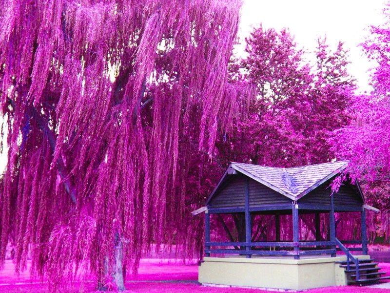 Pink Landscaping Weeping Willow Tree - HD Wallpaper 