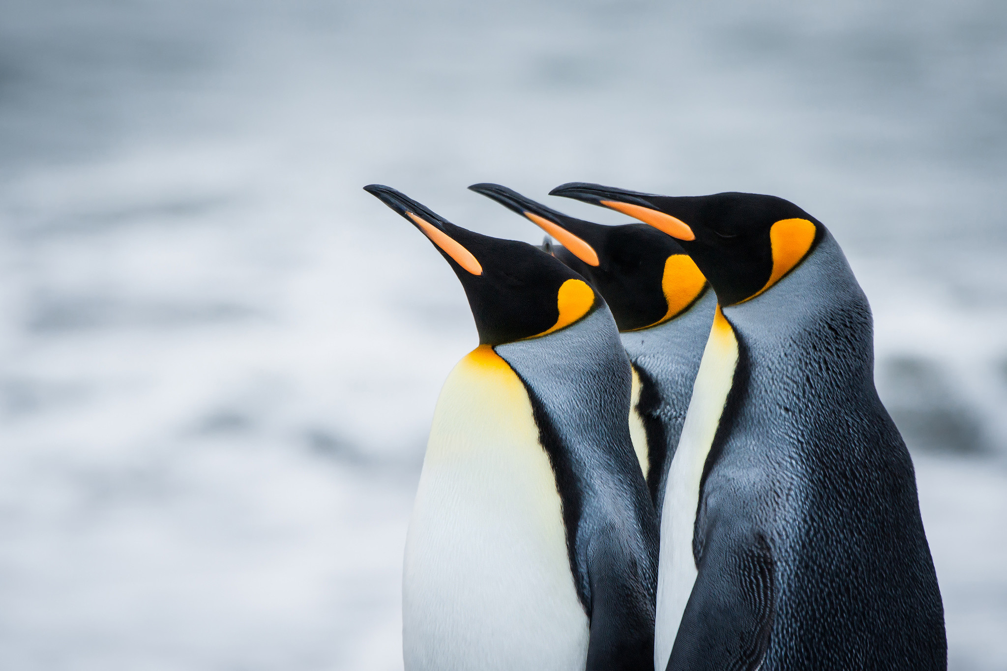 2048x1365, Penguin Backgrounds For Desktop Wallpaper - Penguin Wallpaper Hd - HD Wallpaper 