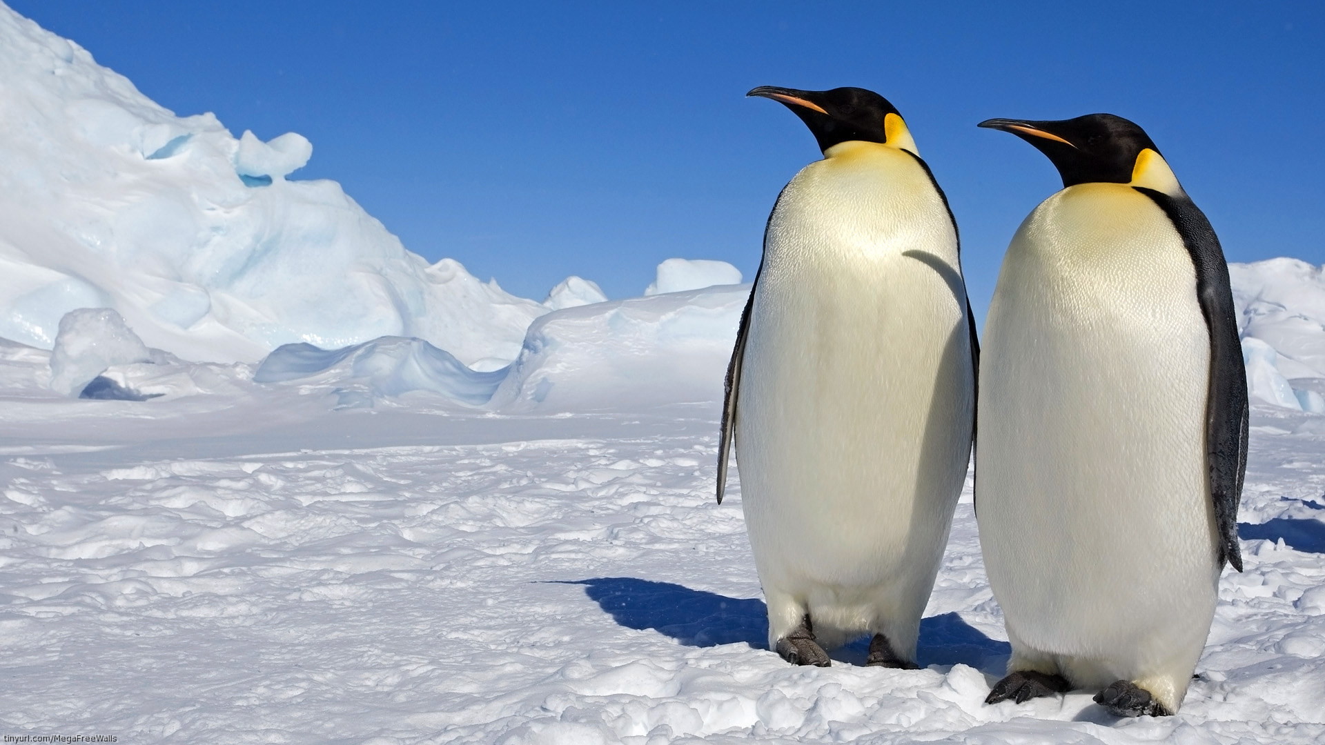 March Of The Penguins Hd Wallpaper - High Resolution Emperor Penguin - HD Wallpaper 