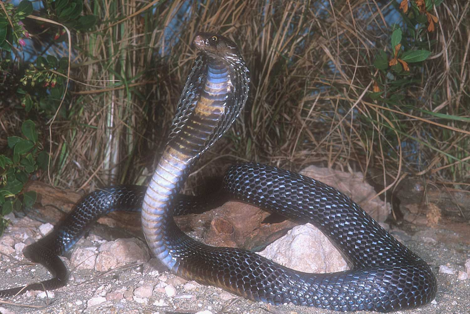 King, Cobra, Beautiful, Pictures, Hd, Desktop, Wallpapers, - Black King Cobra Hd - HD Wallpaper 