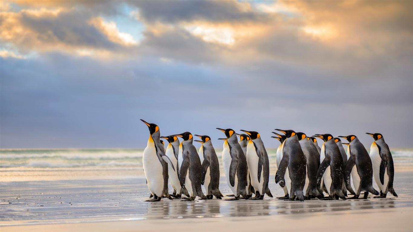 Antarctica King Penguins Animal Hd Wallpaper - King Penguin - HD Wallpaper 