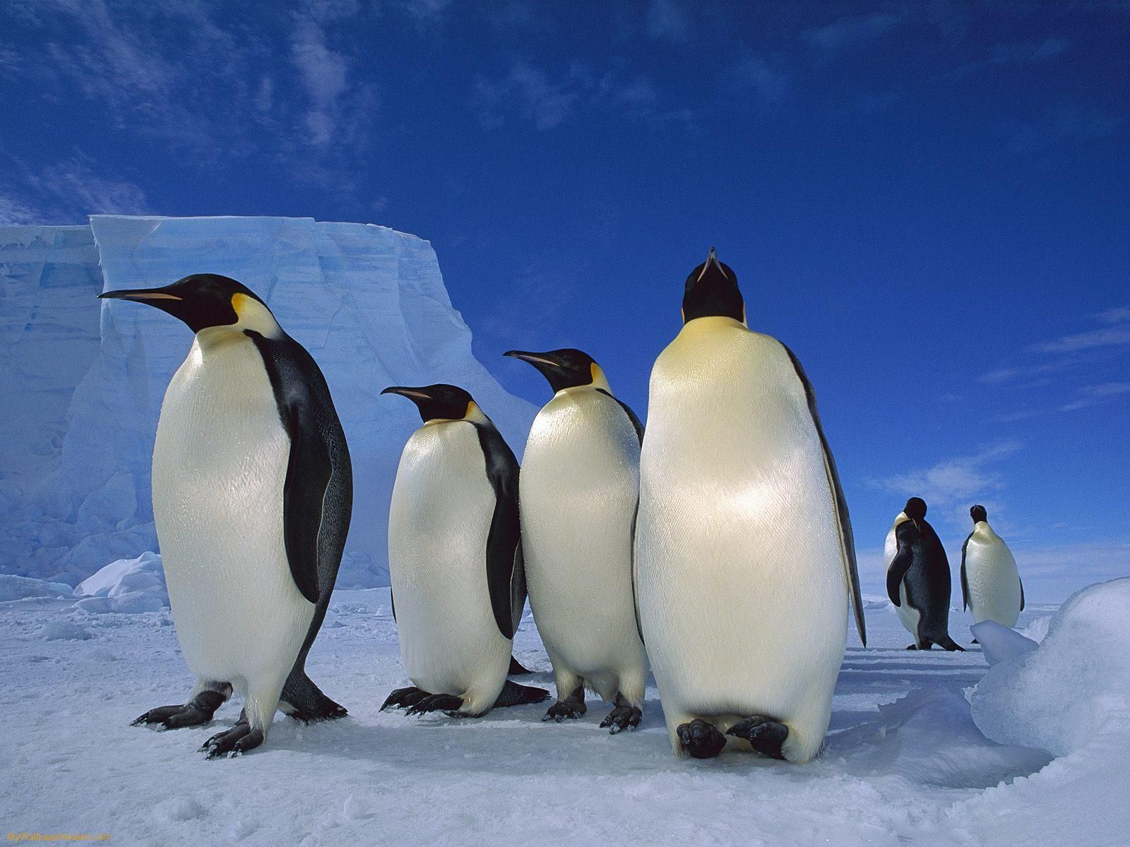 Emperor Penguin Facts - HD Wallpaper 