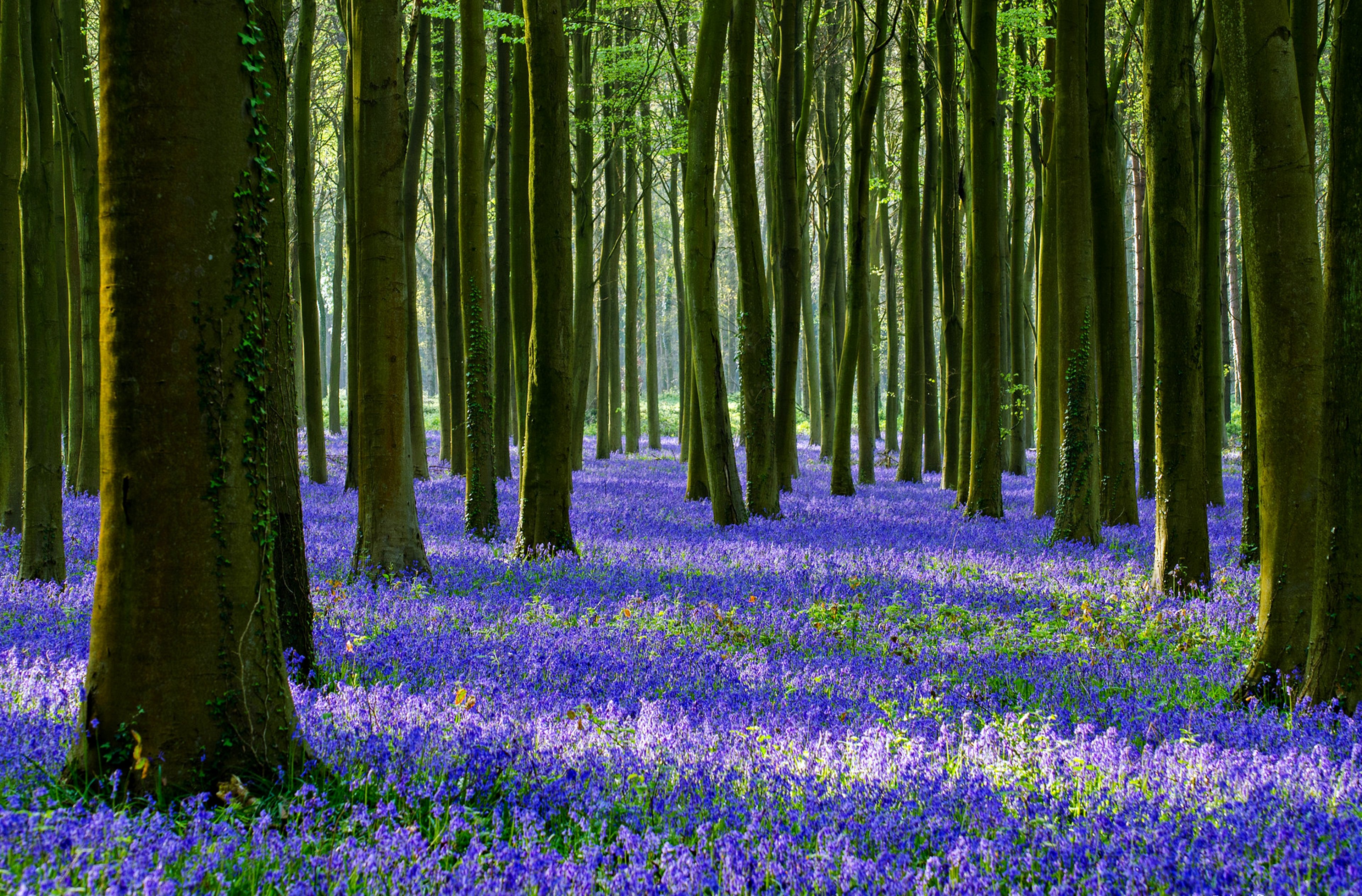 Forest Trees With Flowers - 3840x2526 Wallpaper 