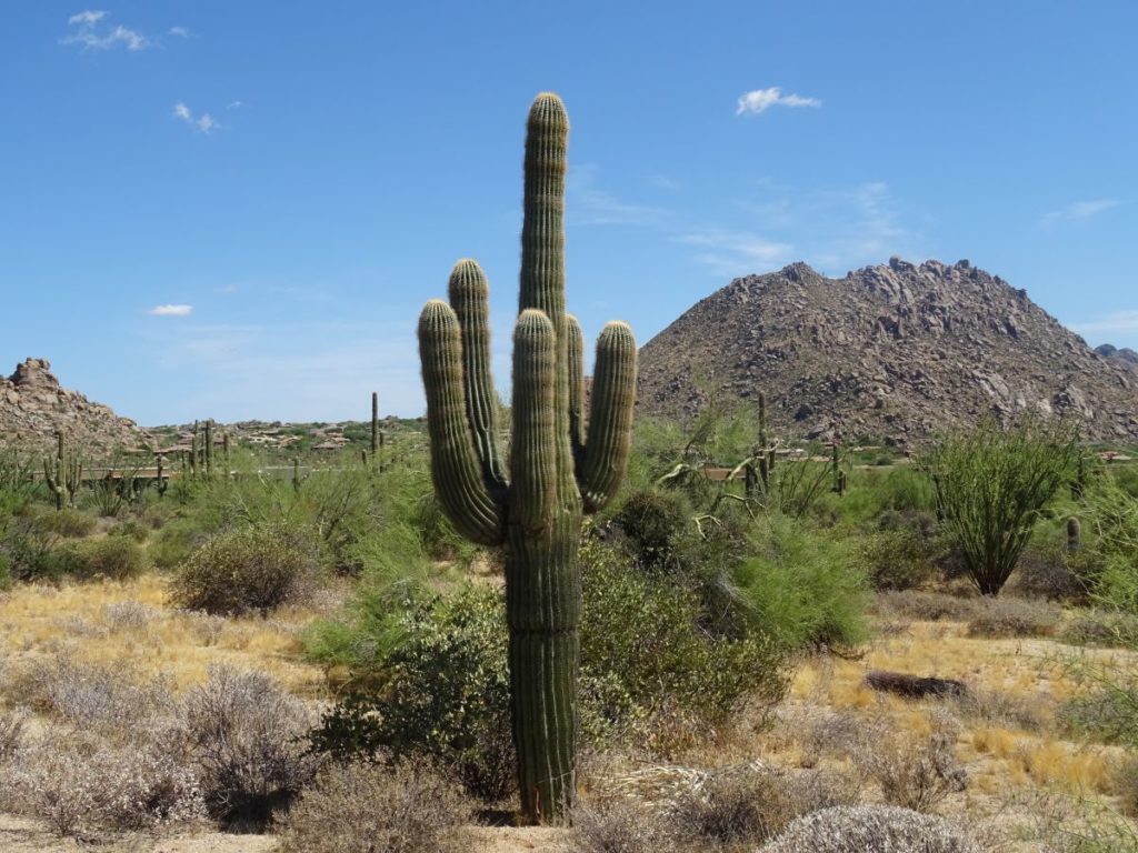 Shrubland - HD Wallpaper 