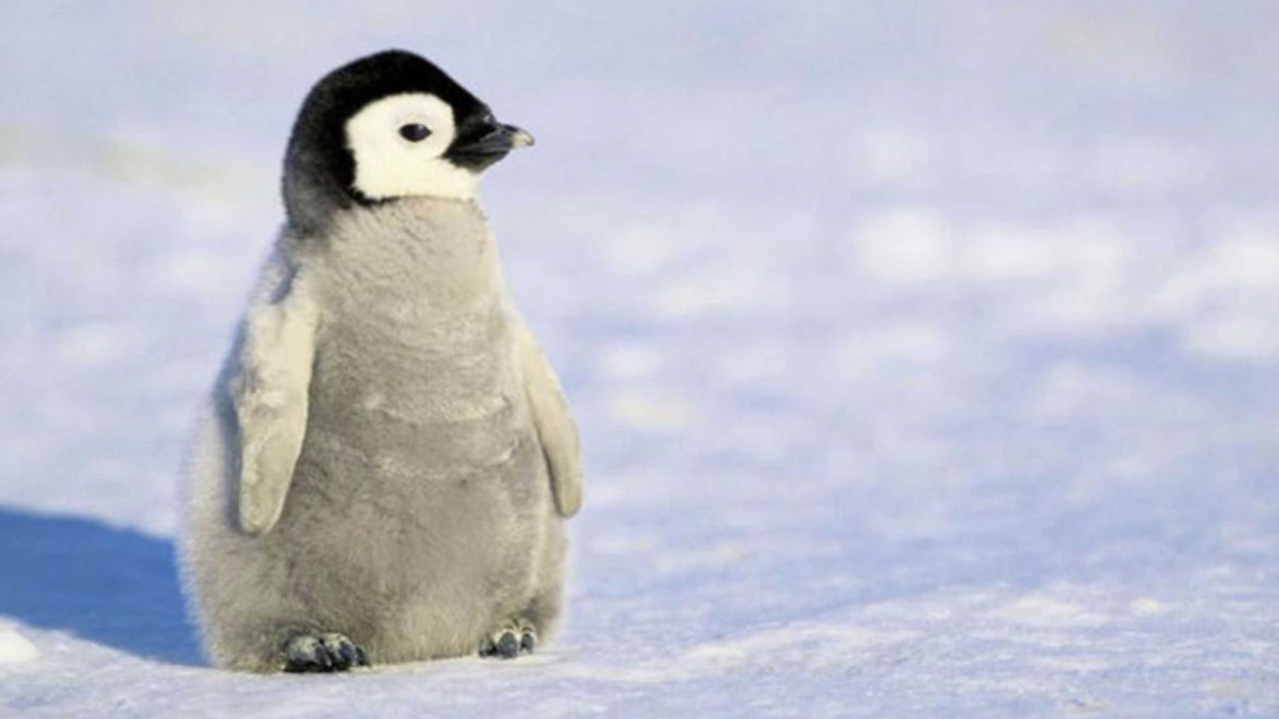 Charming Penguin Baby - High Quality Baby Penguin - HD Wallpaper 