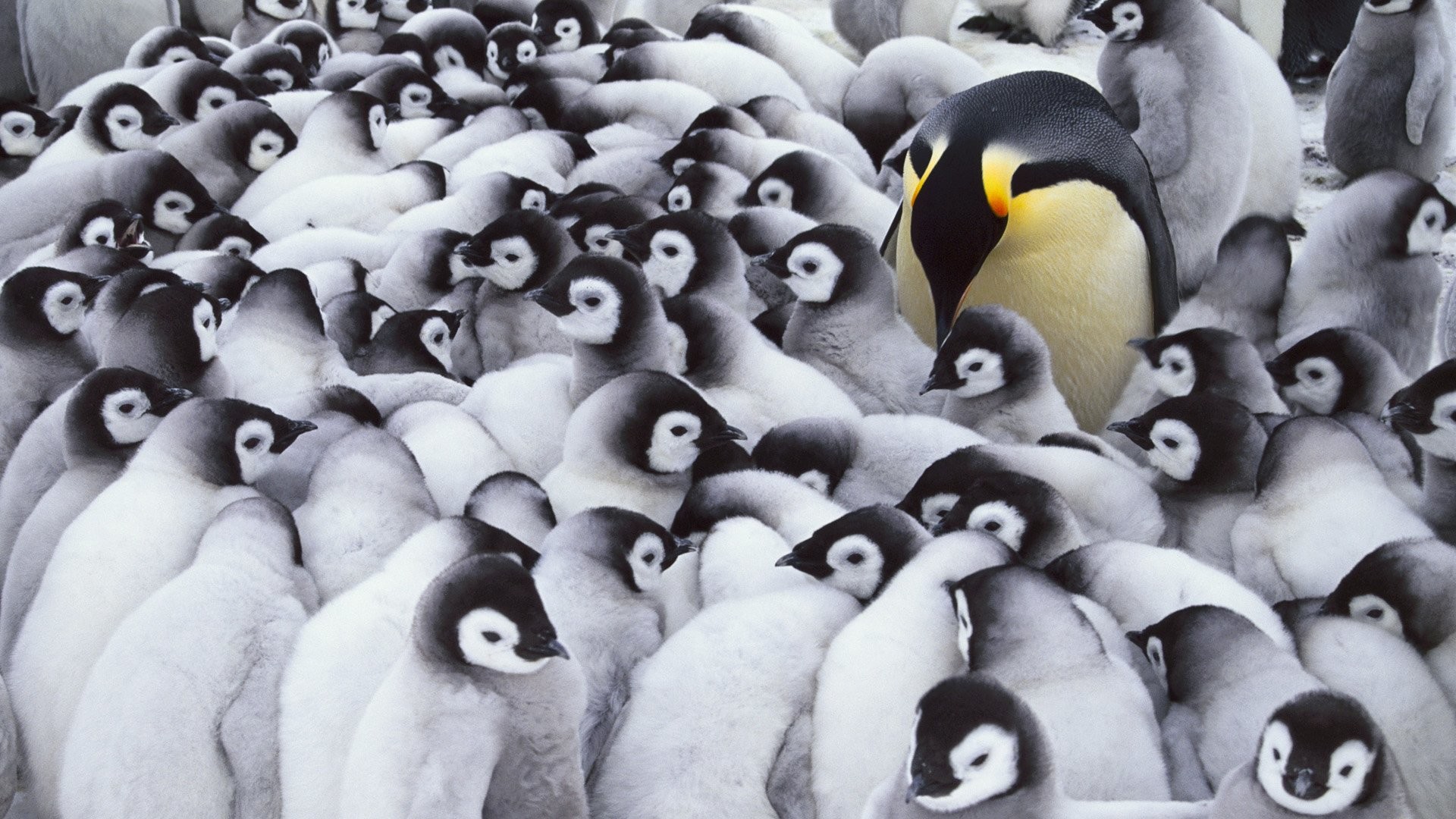 Wallpaper Id - Penguin Frans Lanting - HD Wallpaper 