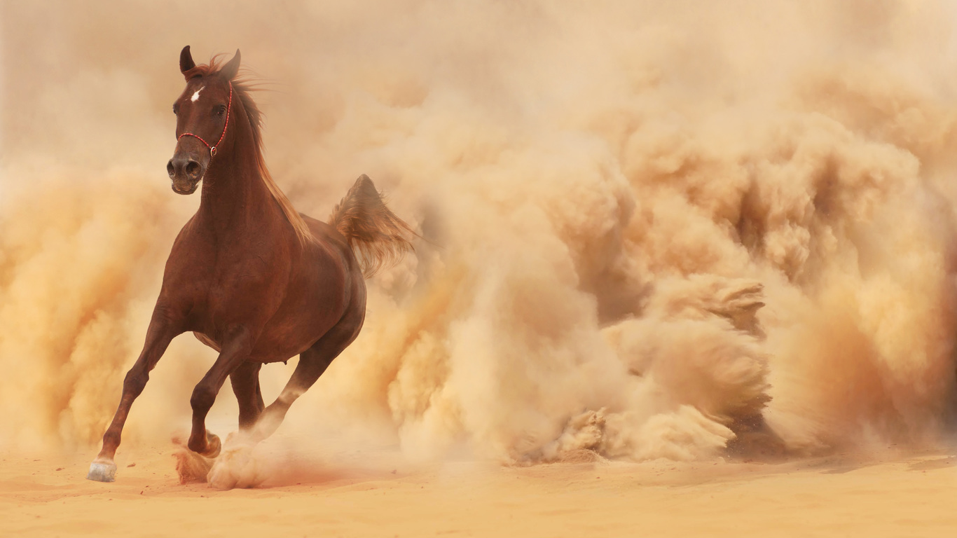 Sand, Dust, Runs, Horse, Running, Horse Photo - Arabian Horse In The Desert - HD Wallpaper 