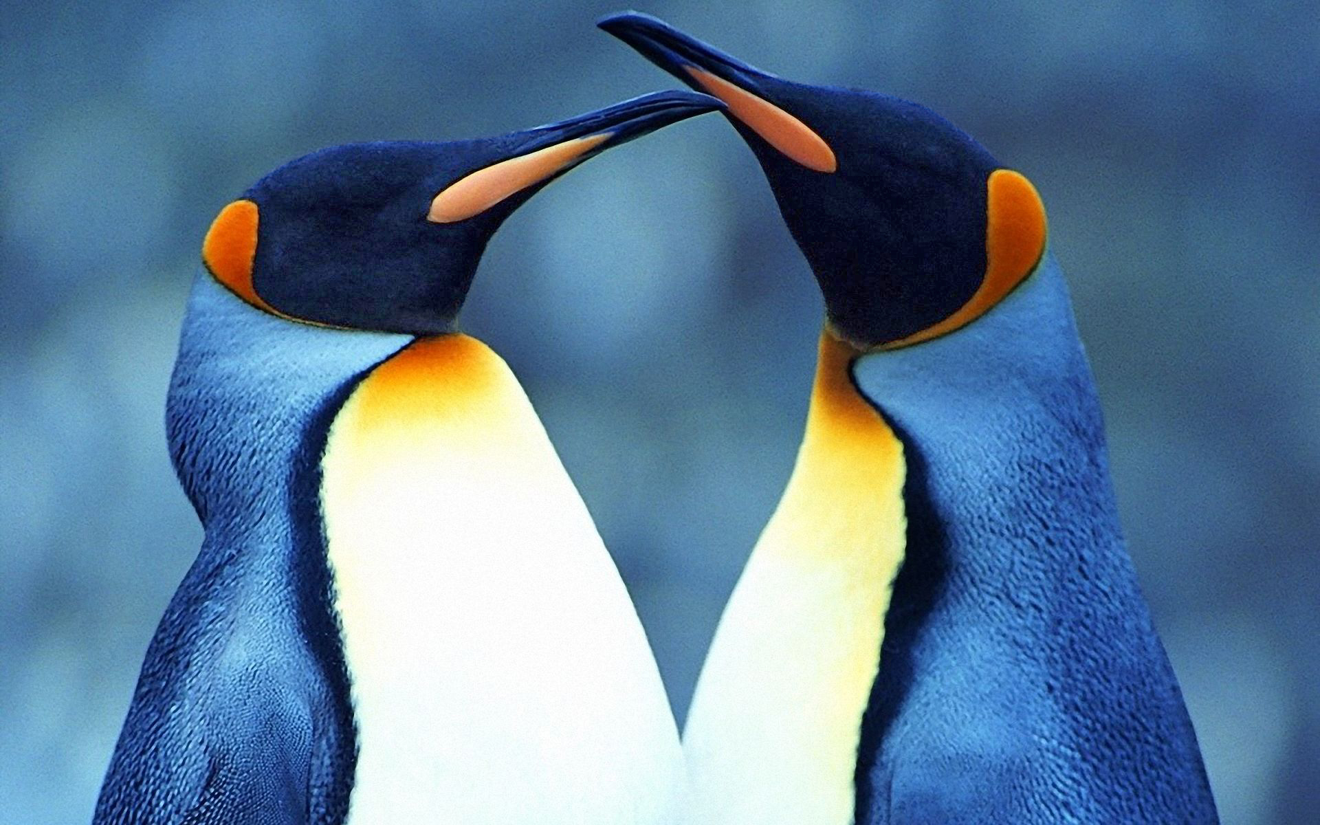 Penguin Hd - HD Wallpaper 