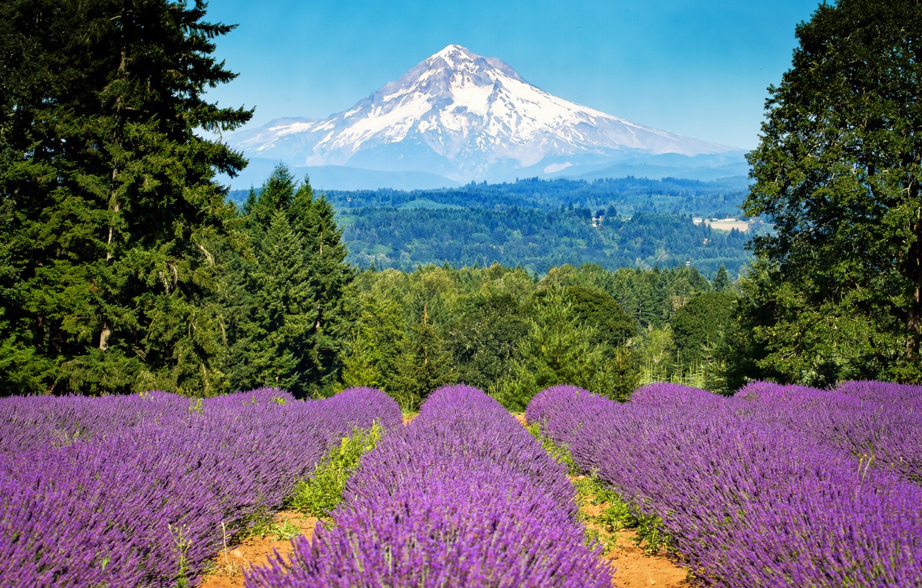 Photo Wallpaper Field, Trees, Mountain, Oregon, Portland, - Mt Hood High Resolution - HD Wallpaper 