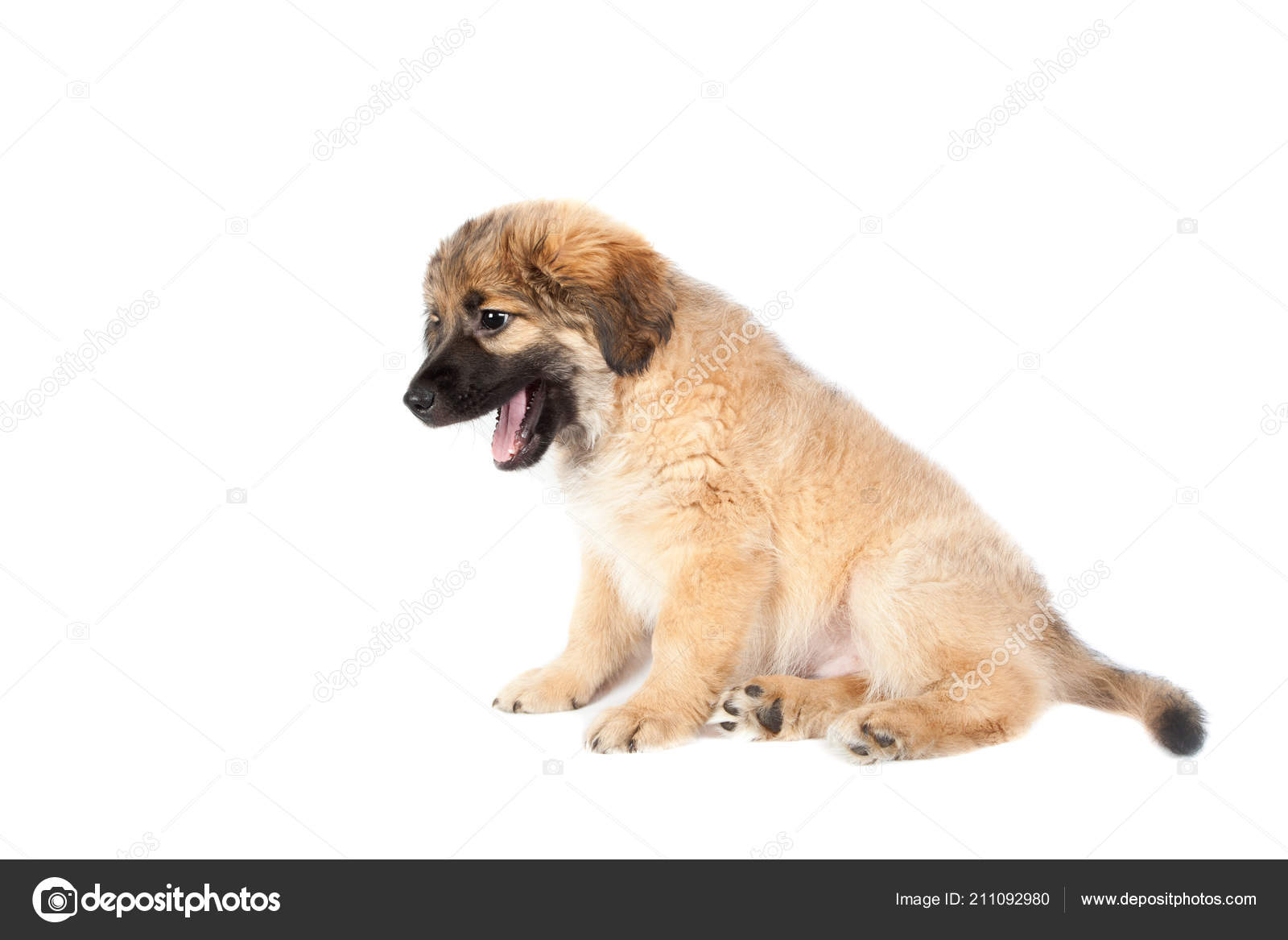 Estrela Mountain Dog - HD Wallpaper 