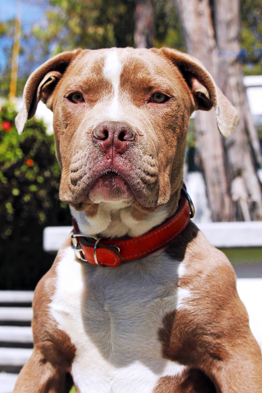 Dog, Pet, Animals, Pets, Puppy, Friendship, Cute, Portrait, - Red Nose Cute Pitbulls - HD Wallpaper 