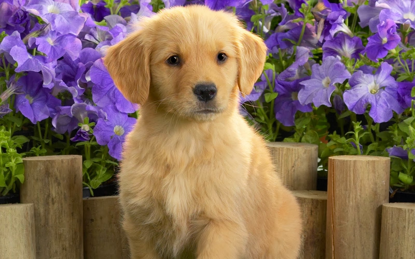 Golden Retriever Wallpaper Cute Puppy - HD Wallpaper 