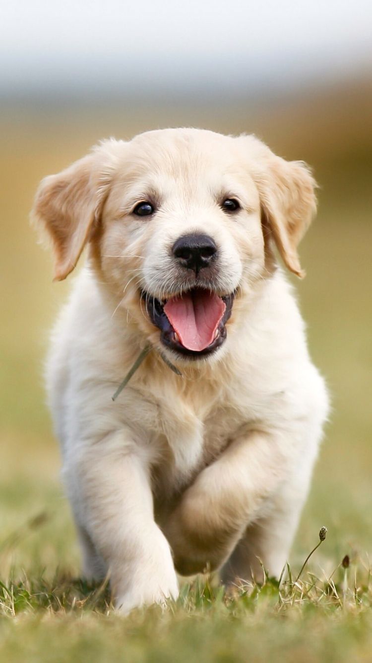 Golden Retriever Cute Puppies - HD Wallpaper 