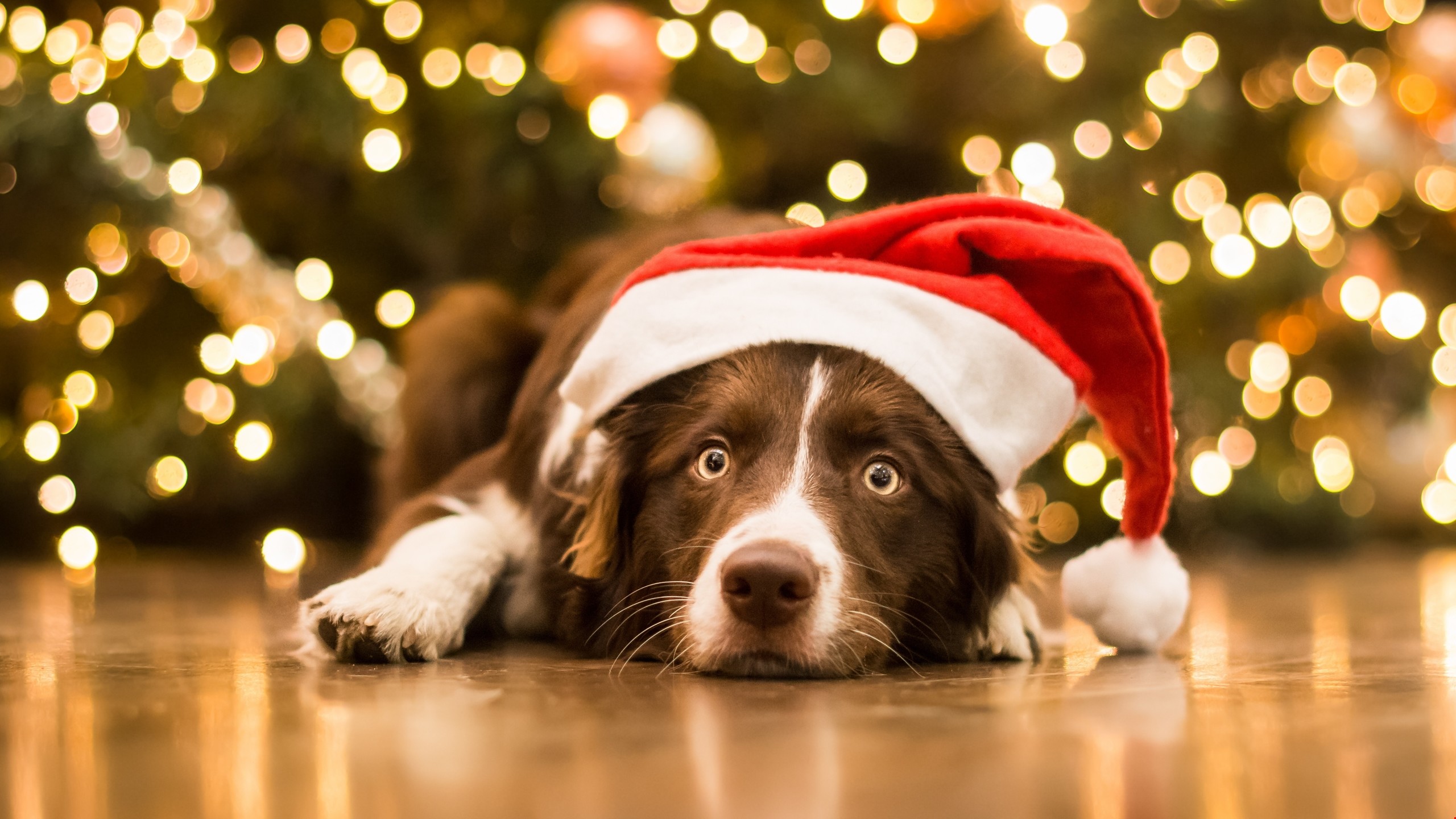 2560x1440, Download Christmas, New Year, Dog, Cute - Christmas Dog Backgrounds - HD Wallpaper 