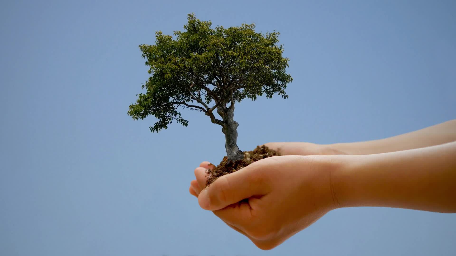Tree In A Hand Gif - HD Wallpaper 